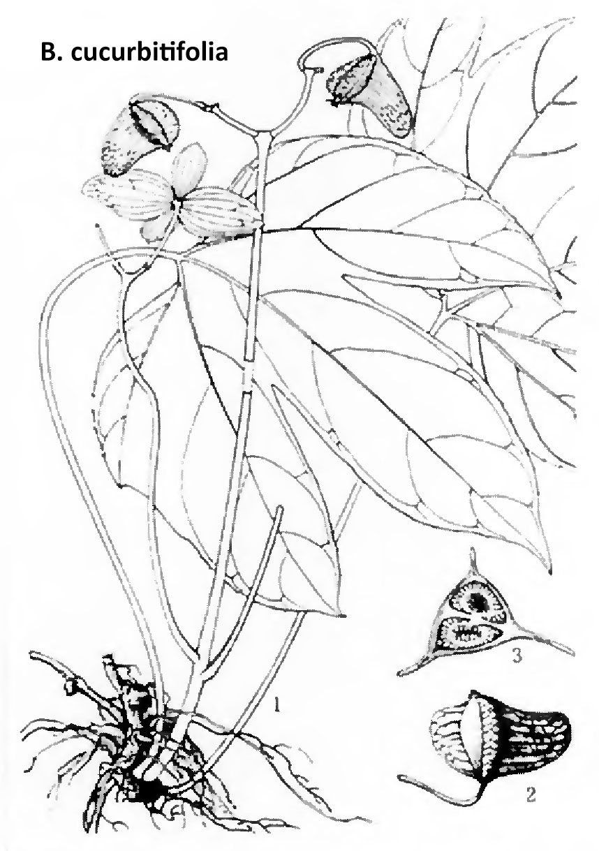 B. cucurbitifolia